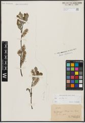 Foto von Salix aurita L.
